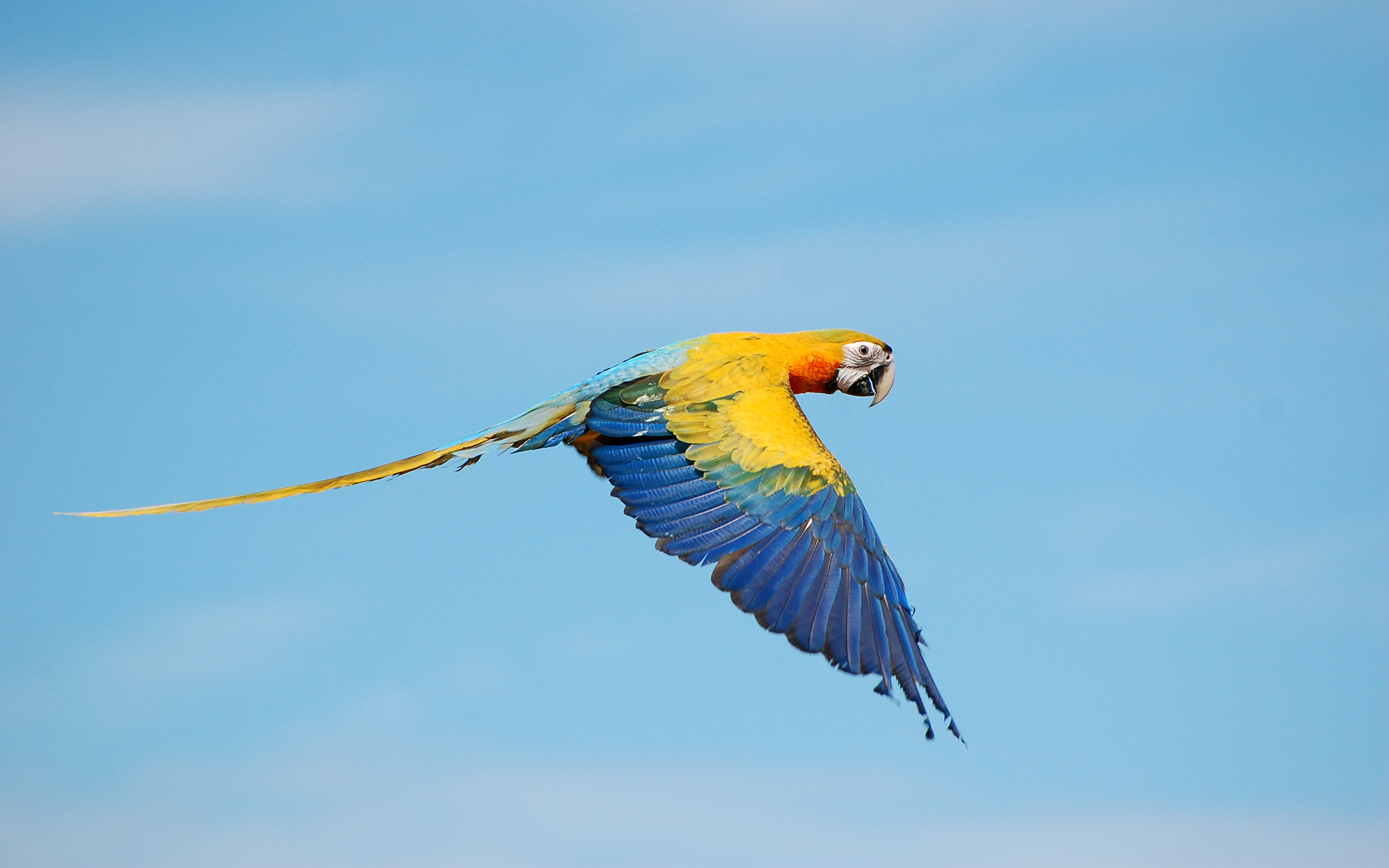 Flying True macaws472466740